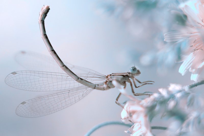 Стрелочкаphoto preview