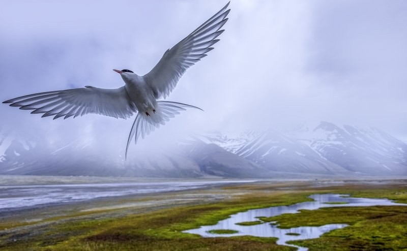 Most nomadic bird on the planetphoto preview