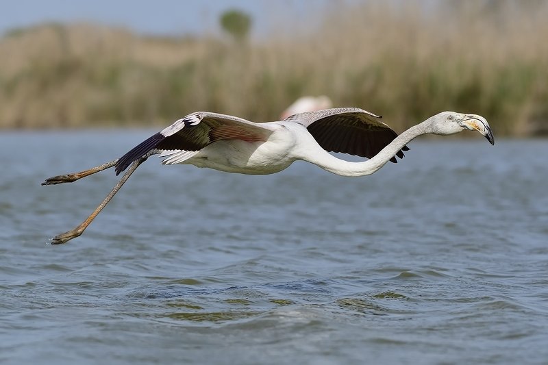 птицы birds Phoenicopterus roseusphoto preview