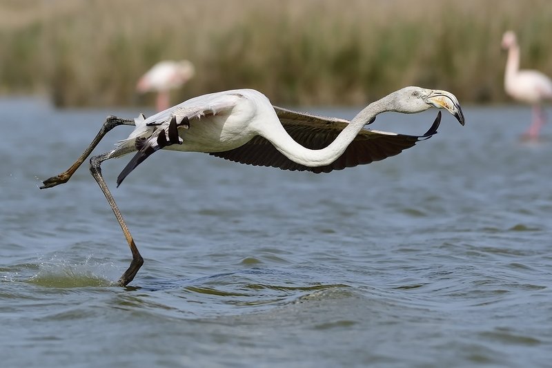 птицы birds Phoenicopterus roseusphoto preview