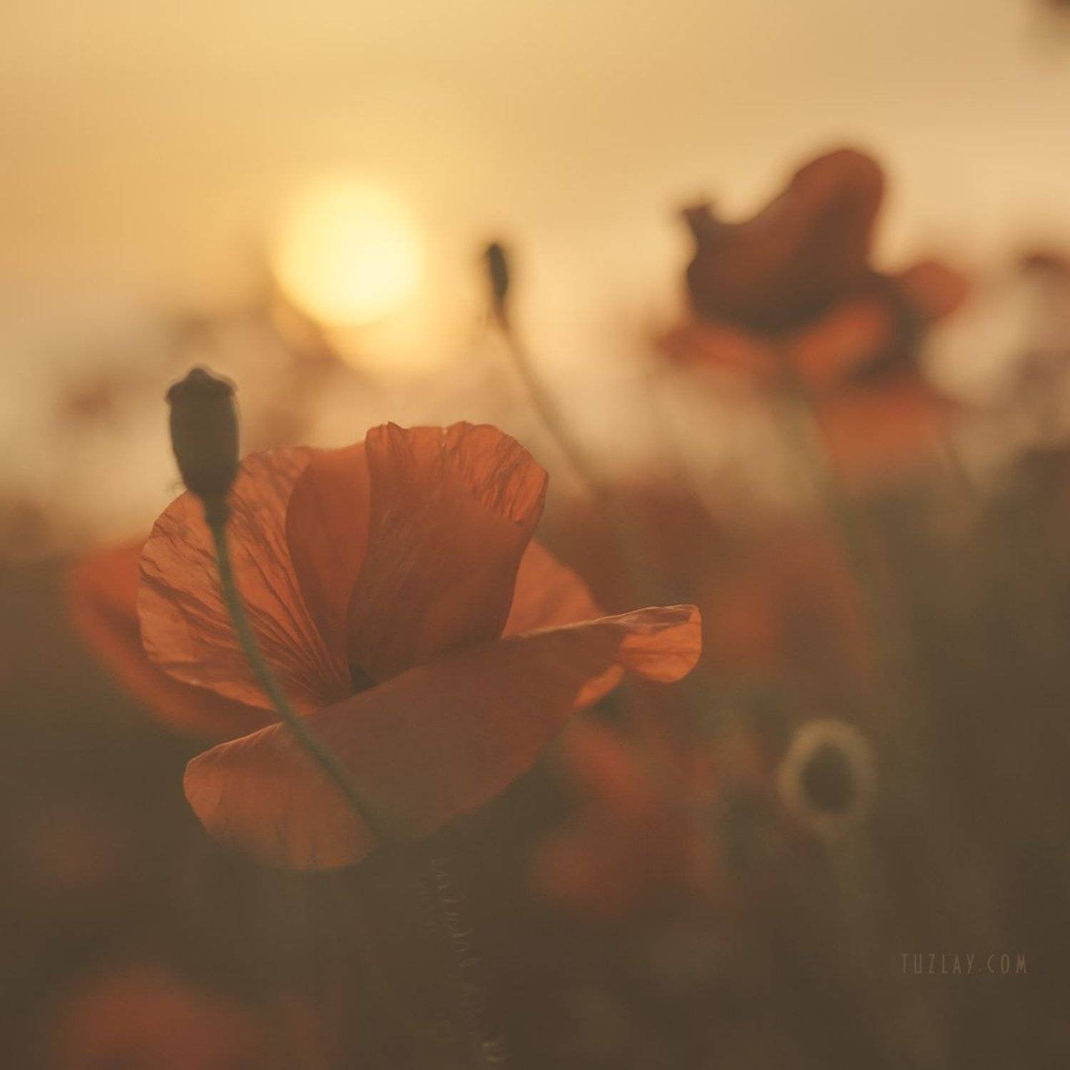 Про закат в маках. Автор: Владимир Тузлай маки, закат, Владимир Тузлай