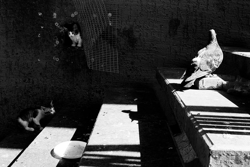 жанр, стрит, street, genre, estet mf, saratov, саратов, documentary, репортаж, тени, shadows, котёнок, голубь ***photo preview