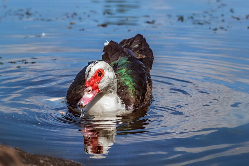 moment, момент, beautiful, красивый,  macro lens, tokina 100 macro, nature, природа, wildlife, живая,  bird, птица,  waterfowl, водоплавающая, duck, утка, river, река, Я готова – угощайте! :)photo preview