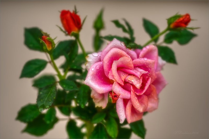 роза, дождь, капли, листья, природа Rainy morningphoto preview