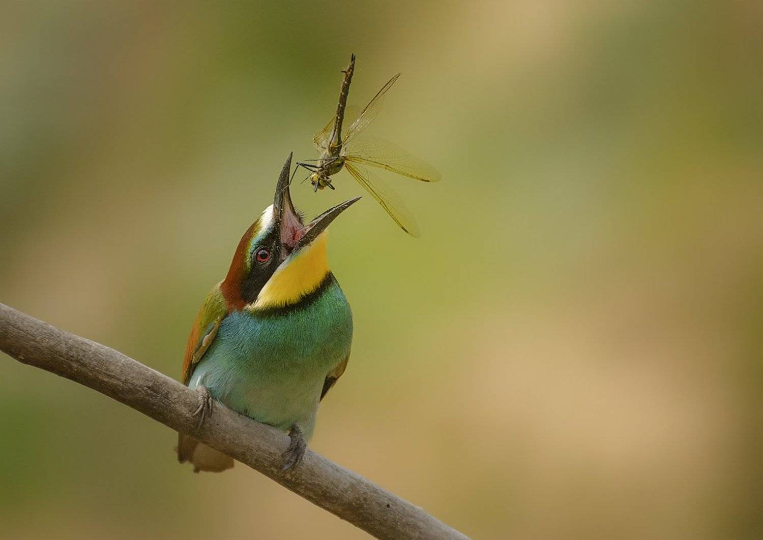 Попрыгунья стрекоза.... Автор: Анатолий Зверев , Анатолий Зверев