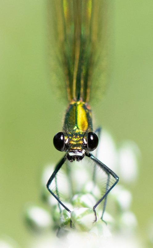 стрекоза,красотка Портрет Красотки.photo preview