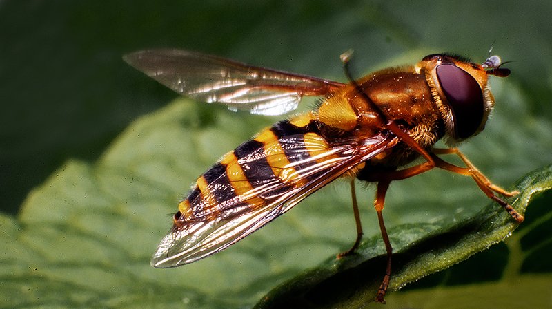 Чесоткаphoto preview