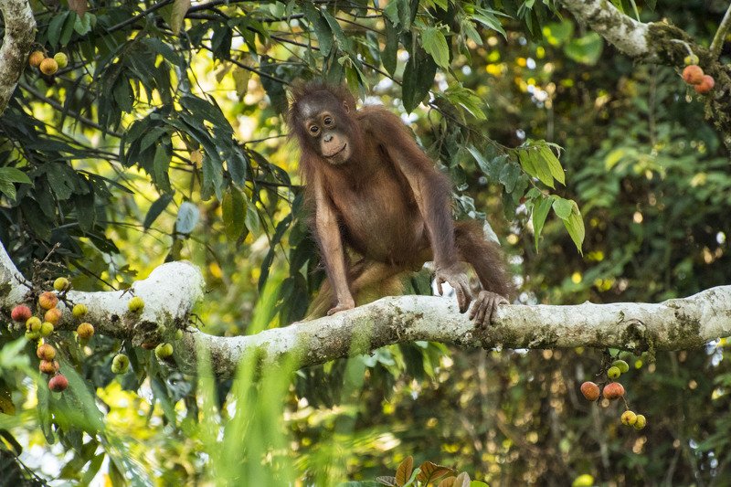 жизнь животных Не жизнь, а малина. Или вроде того.photo preview