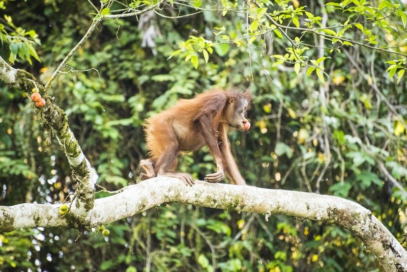 жизнь животных Прогуливаюсь, однакоphoto preview