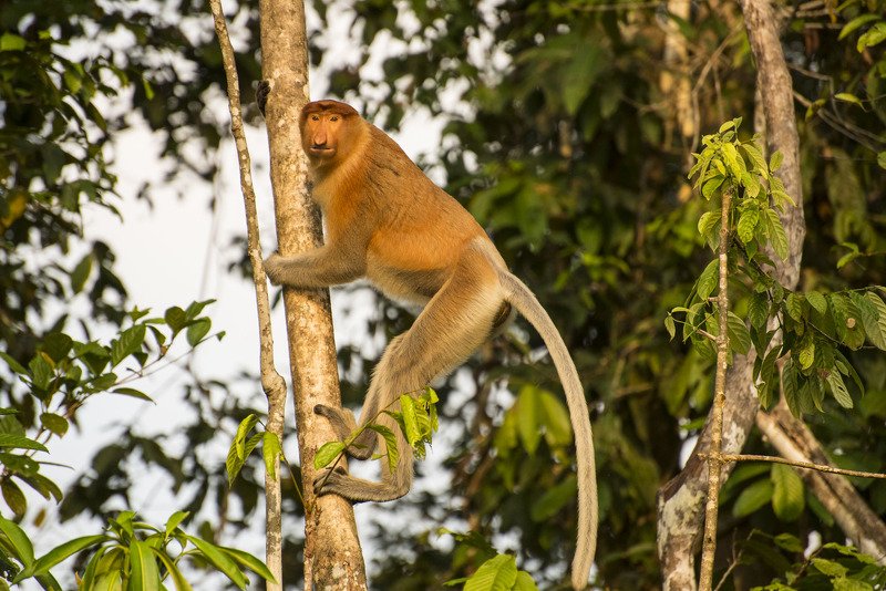 жизнь животных Во всей красеphoto preview