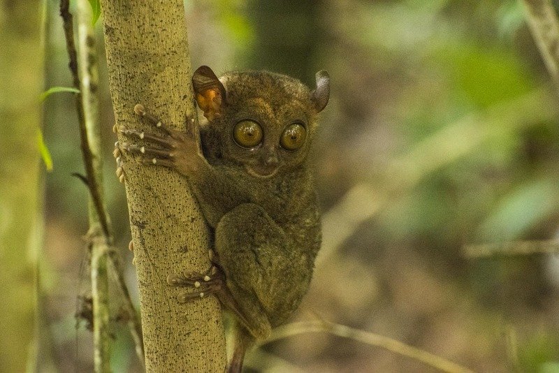 жизнь животных Лупоглазыйphoto preview