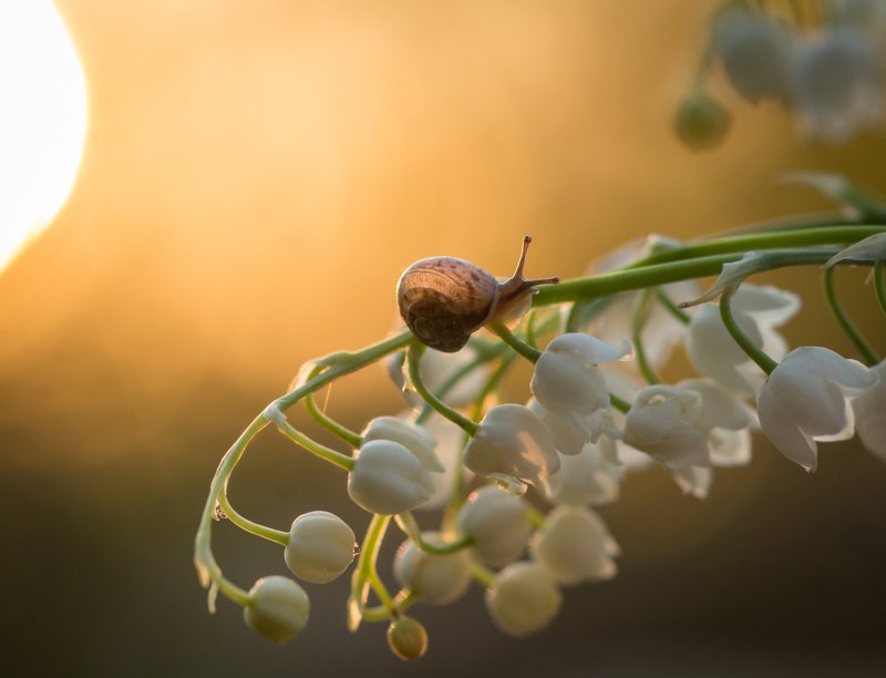 закат, красота природы, улитка, ландыши, солнце, любовь Маленькая гостьяphoto preview