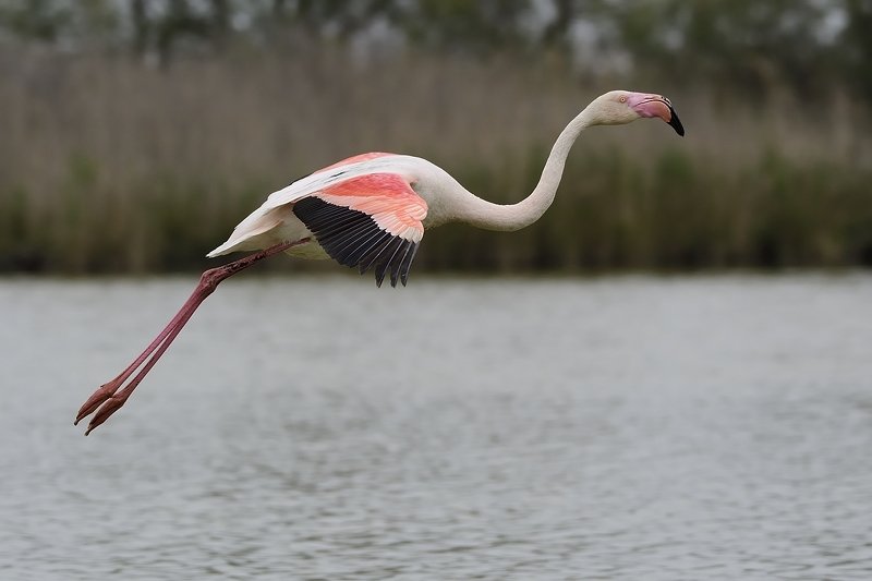 птицы birds Phoenicopterus roseusphoto preview
