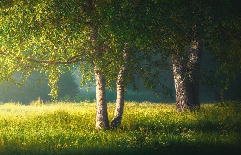 Берёзкиphoto preview