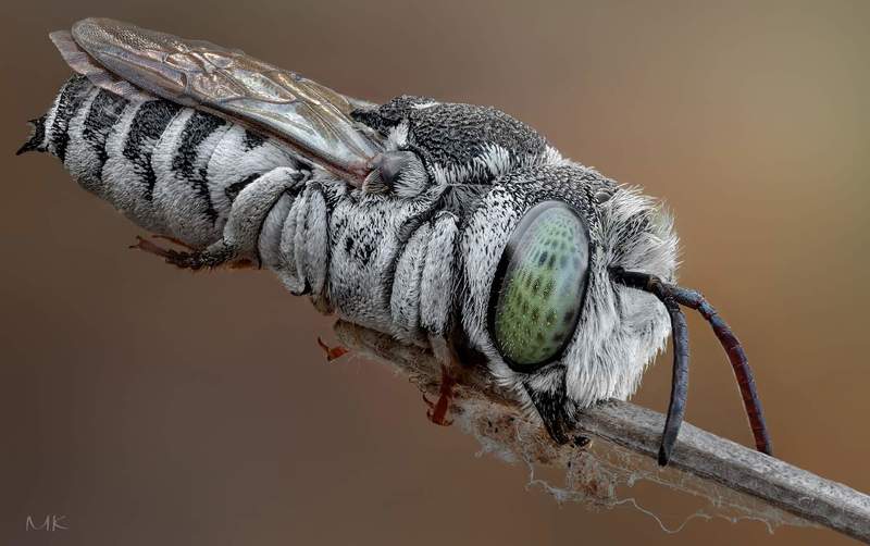 пчелка целиоксис, сoelioxys megachilidae Пчелка целиоксисphoto preview
