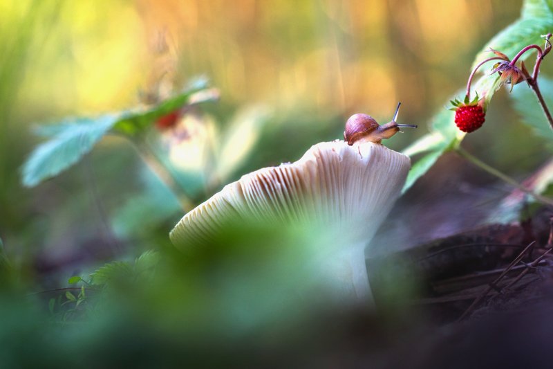 улитка, макро, природа, snail, nature А не позавтракать ли мне земляничкой?photo preview