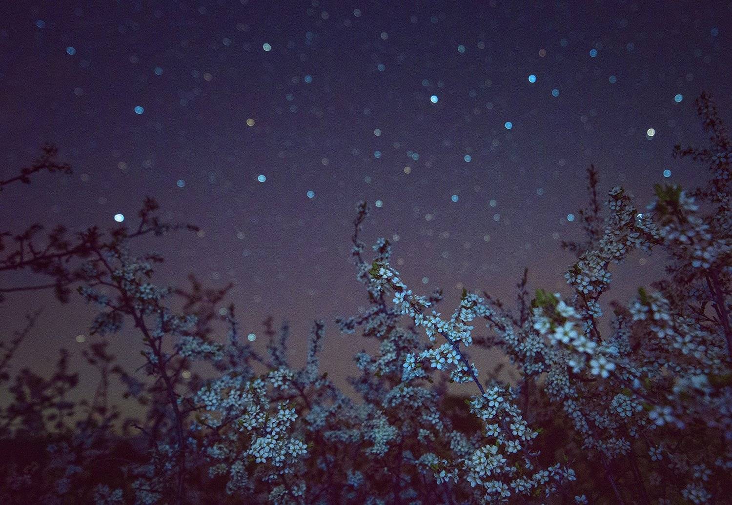 В зарослях терновника. Автор: Артемий Тузов ночь, звезды, терновник, tamron, Артемий Тузов