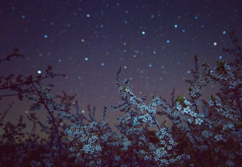 ночь, звезды, терновник, tamron В зарослях терновникаphoto preview