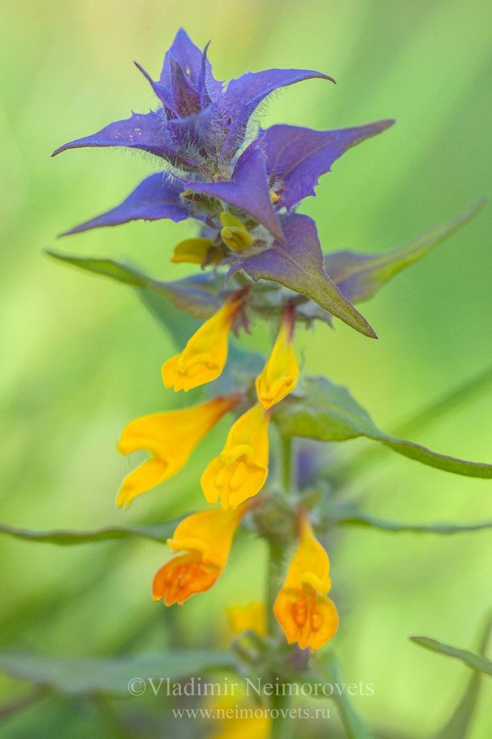 Wood Cow-wheat, Melampyrum nemorosum, vertical frame, flower, plant, green, yellow, violet, summer, Владимир Нейморовец
