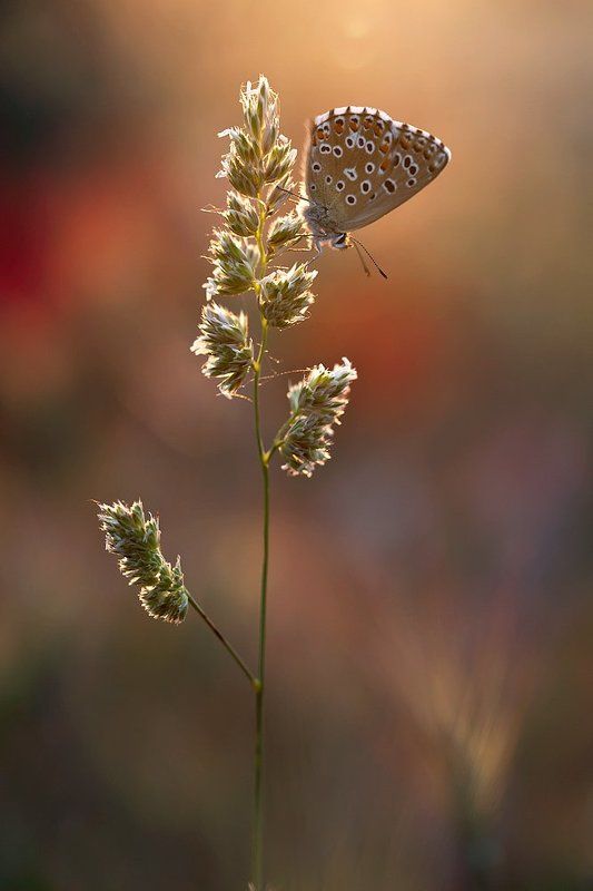 lepidoptera, Burning butterflyphoto preview
