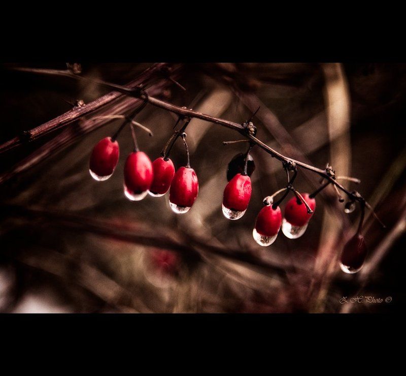 red, rain, drops, berries After the rainphoto preview