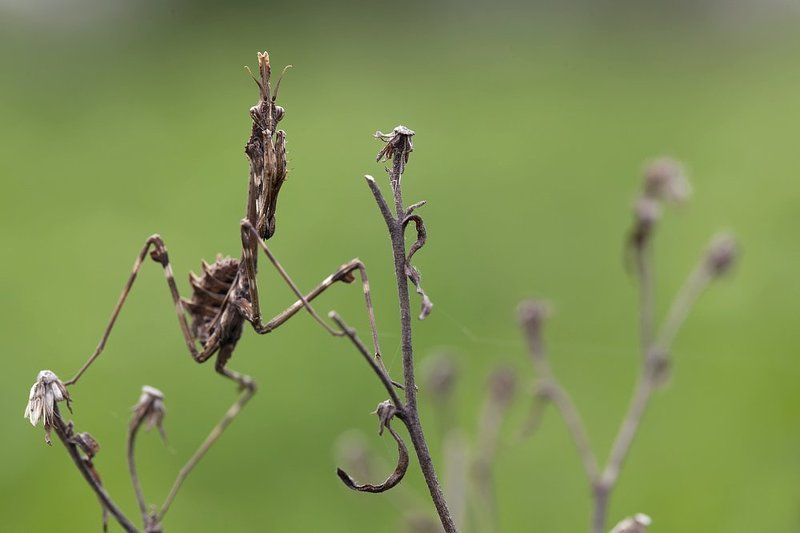 mantodea Empusa penattaphoto preview