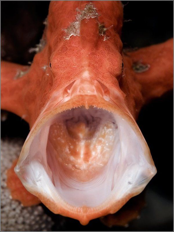 С Пра-а-аздником!..) фото превью