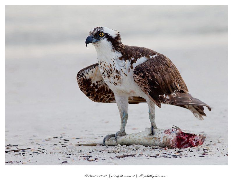 скопа., osprey, хищные птицы Osprey with Fishphoto preview