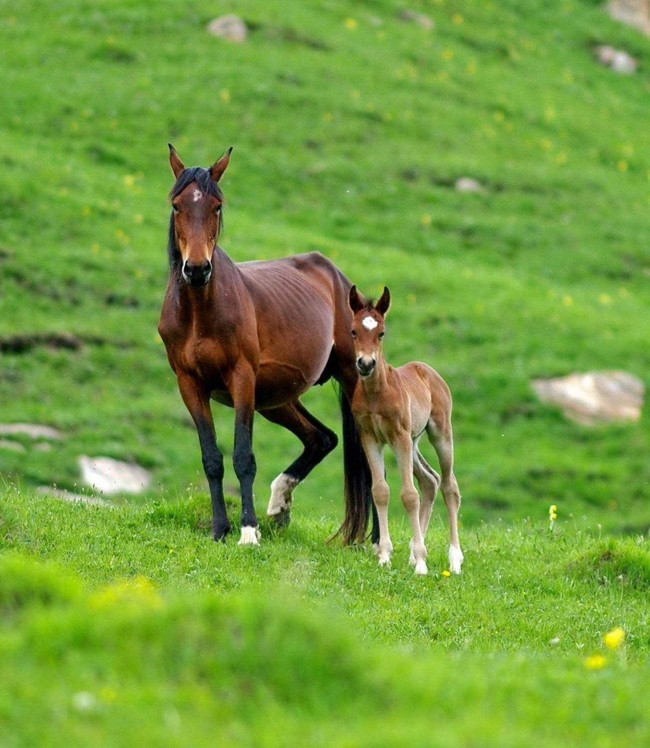 лошади, жеребенок, трава, лето, Арсен Алабердов