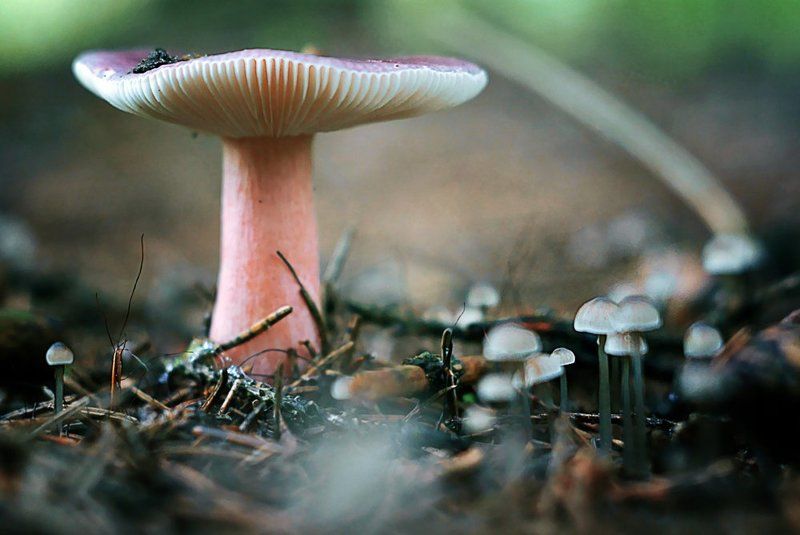 Путешествие Гуливера фото превью