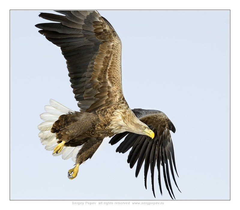 белохвостый орлан, дикая природа, Посмотрим!!!photo preview