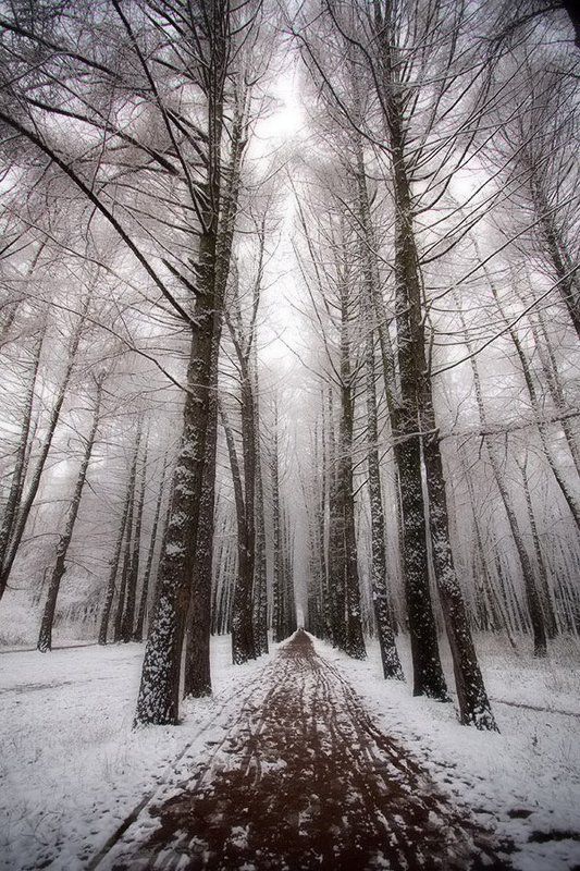 Зимний паркphoto preview