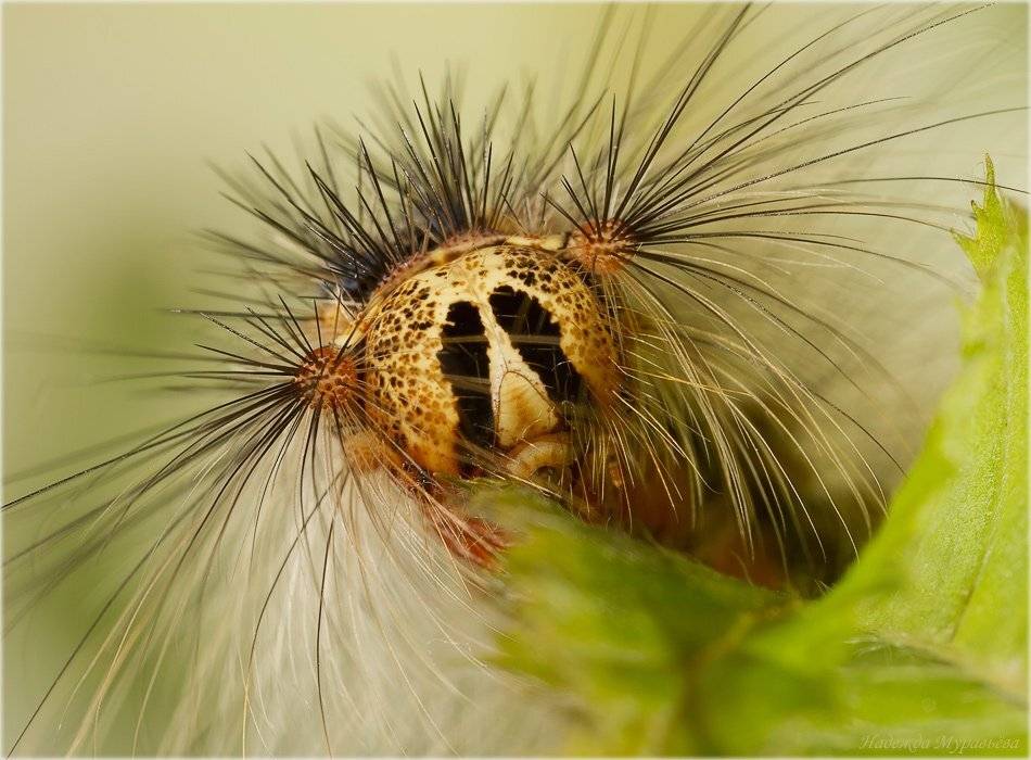 lymantria, dispar, непарный, шелкопряд, гусеница, Надежда Муравьёва