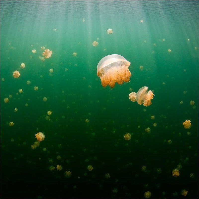 Палау Оранжевое утро фото превью