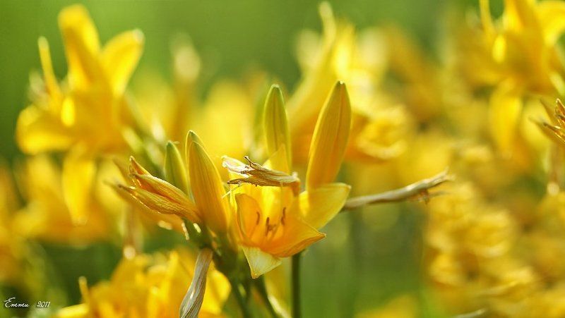 цветы, природа, лето Жёлтые... фото превью