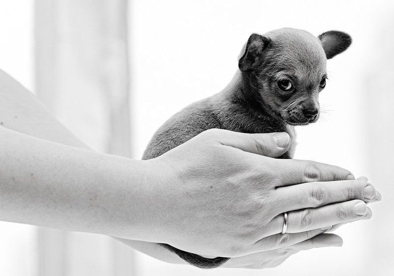 Life in Your Handsphoto preview