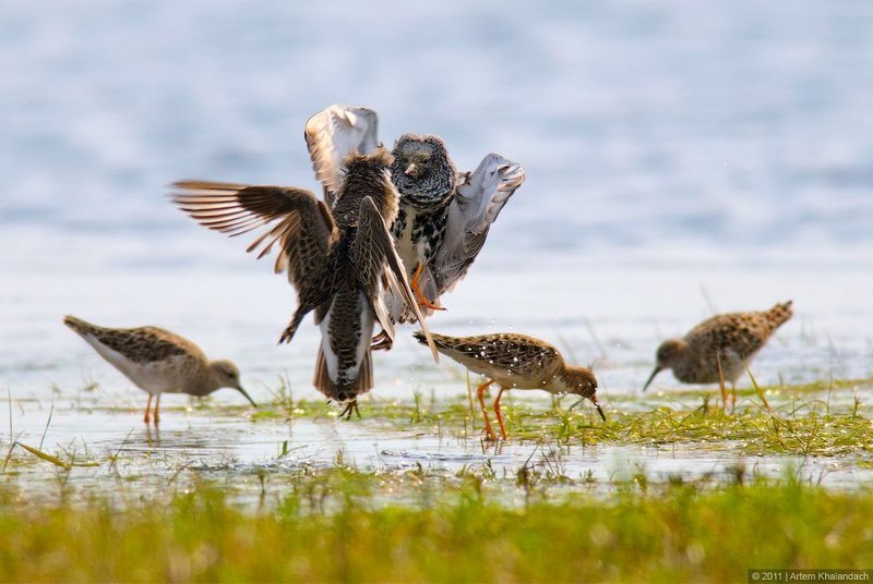 турухтаны, бой, весна, беларусь, припять, полесье Весенний бойphoto preview