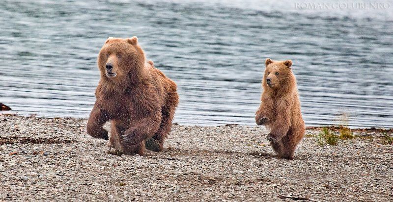 Карате по-медвежьи / Karate Cubphoto preview
