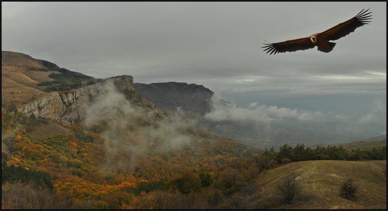 Белоголовый сип, Крым Облетая владения фото превью