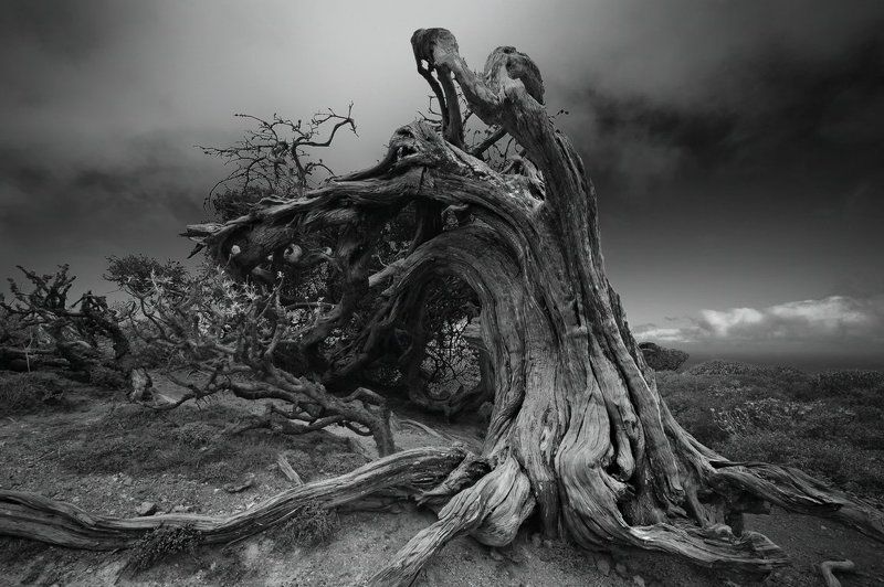 эль йерро, канары, сабина, можжевельник Непокорённыйphoto preview