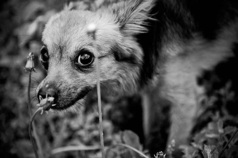 одуванчик и пёсаphoto preview