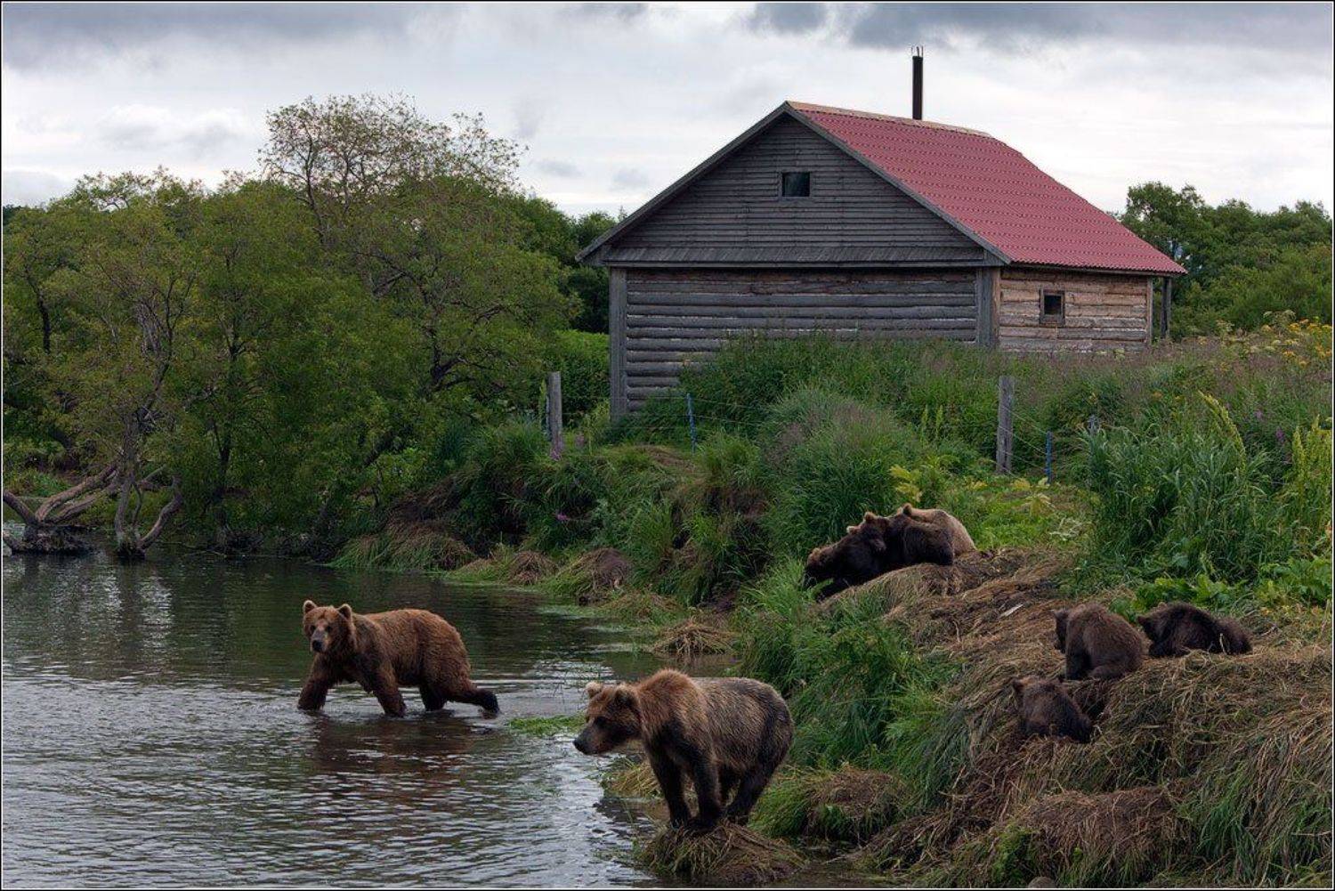 , Игорь Гущин