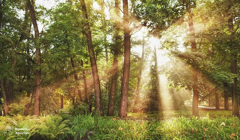 лес forestphoto preview