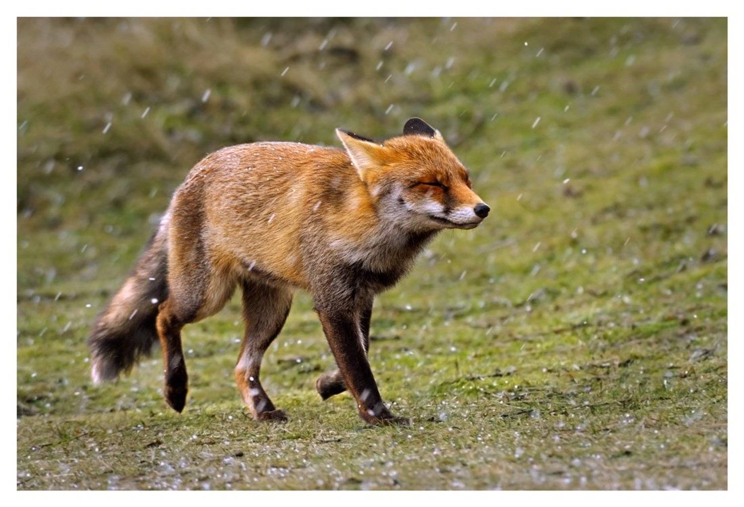 Полгода плохая погода.... Автор: Наталья Паклина лиса , vulpes vulpes, непогода, дюны, нидерланды, Наталья Паклина