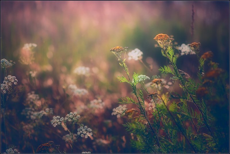 Пижма.photo preview