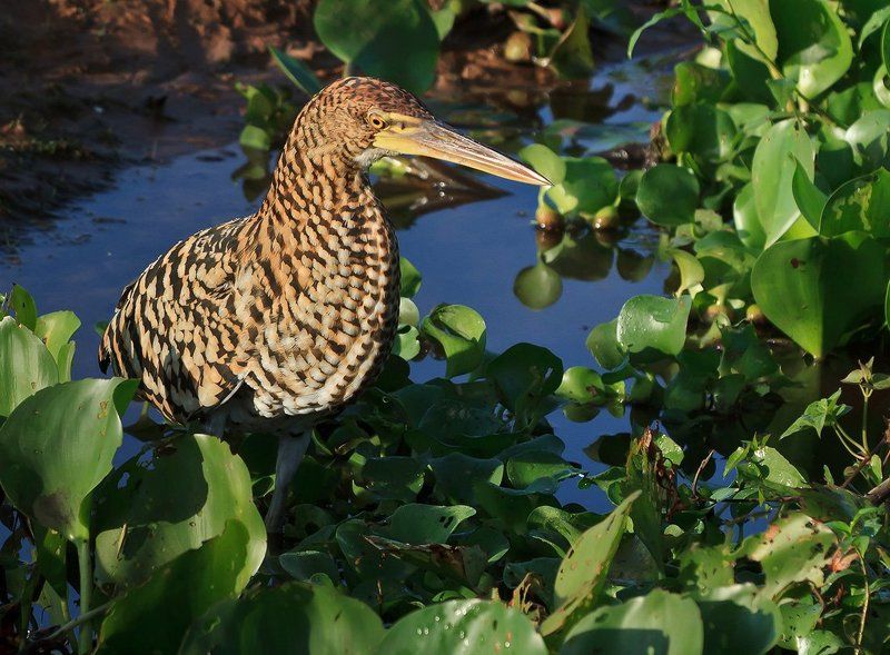 мраморная тигровая выпь, выпь, венесуэла Мраморная тигровая выпьphoto preview