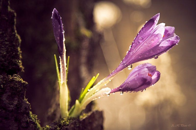 dew, , , , , drops, , , , , bokeh, , , , , crocus Reaching out for the lightphoto preview