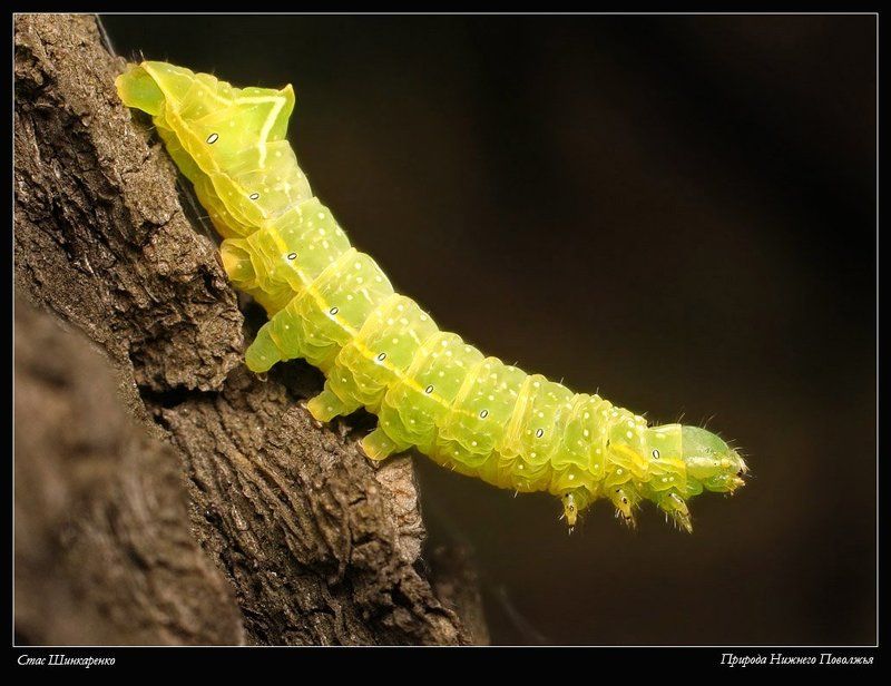 Мармеладкаphoto preview