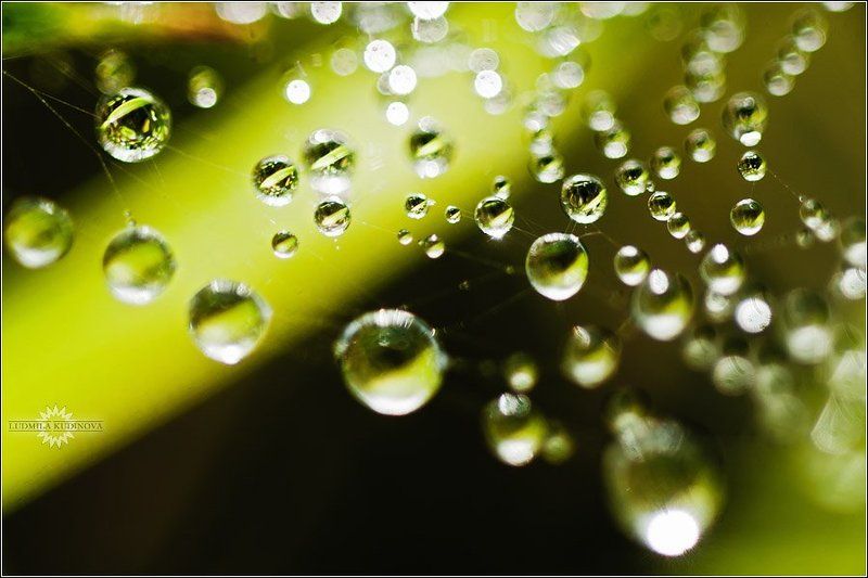 роса, вода, капли, красота Бусиныphoto preview
