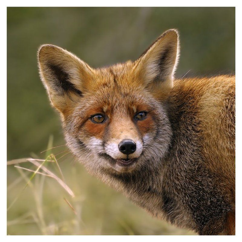 лиса (vulpes vulpes), дюны, нидерланды Улыбка Патрикеевныphoto preview